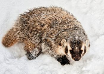 В Каменецком районе под охрану взяли место обитания барсука