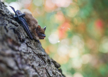В Жабинковском районе под охрану передали места обитая птиц и летучих мышей, включенных в Красную книгу Беларуси