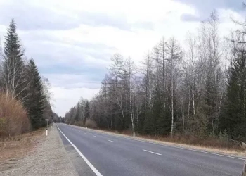 Косуля на дороге