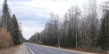 Косуля на дороге