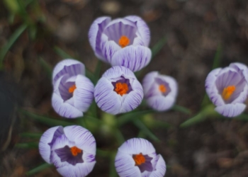 На Брестчину пришла весна. Фотозарисовка