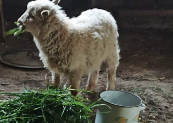 Ах, ты, бедная овечка-а-а-а