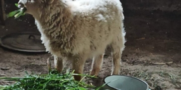 Ах, ты, бедная овечка-а-а-а