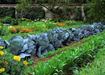 Дачный участок