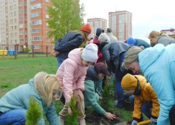 Семьдесят туй зазеленели во дворе СШ № 1