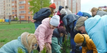 Семьдесят туй зазеленели во дворе СШ № 1