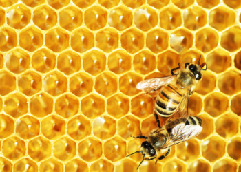 «Жужжащий праздник» состоится в Бресте 19 мая