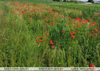 В Кобринском районе обнаружена и уничтожена плантация мака
