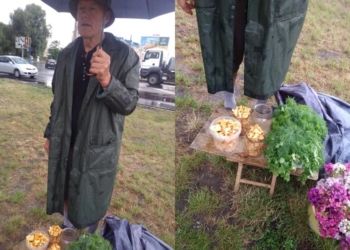 Лисички есть – но прячутся