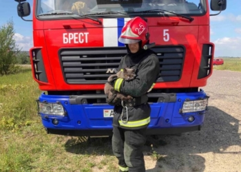 Кот на дерево, собака – в колодец