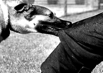 Собака бывает кусачей!