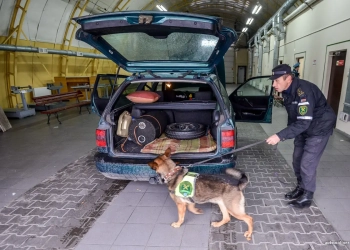 Таможня собака