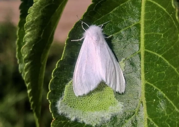 Американская бабочка