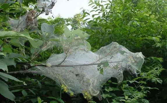 Американская бабочка