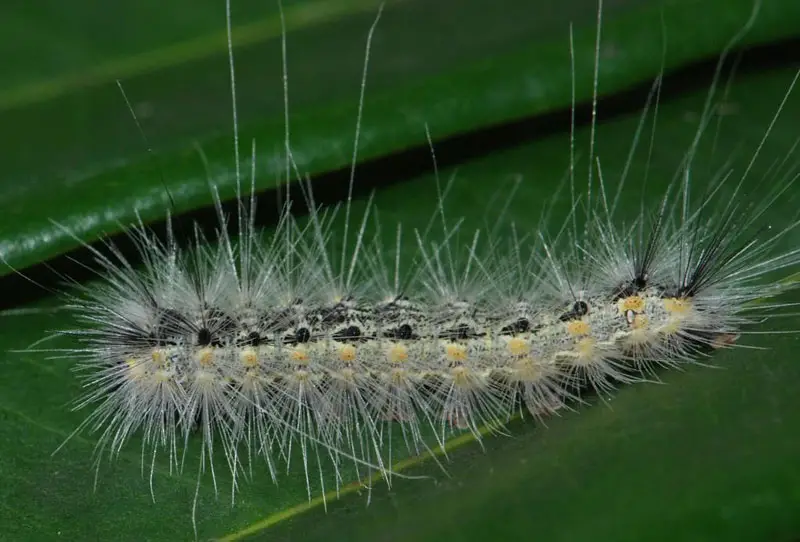 Американская бабочка