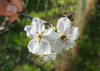 В Дрогичинском районе зацвела вишня. Фотофакт