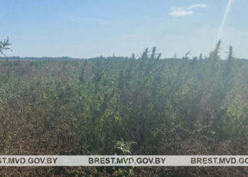 В Жабинковском районе уничтожена плантация дикорастущей конопли