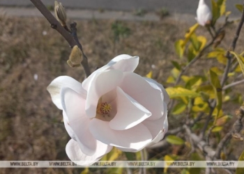 В Бресте второй раз за год зацвела магнолия