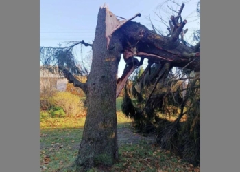 Максимальная скорость ветра 2 ноября зафиксирована в Ивацевичском и Пинском районах – 15 м/с