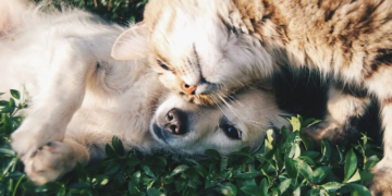 Всемирный день домашних животных