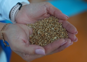 Чем дышит зерно и как его «взрывают» изнутри инфракрасным излучением