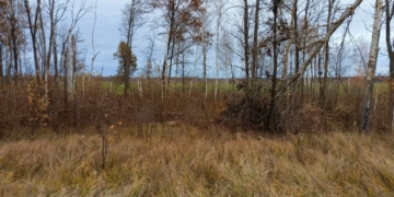 Не удержался от соблазна и застрелил косулю. Возбуждено уголовное дело