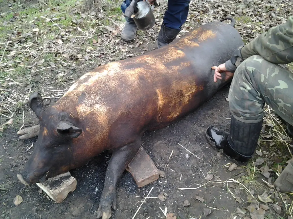 смалят кабанчика