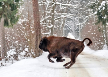 «Беловежская пуща» в объективе фотокора «Вечерки» Николая Чеберкуса