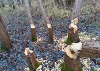 Шалости бобров, заботы о чистоте и пакости невеж