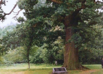 Грушевский парк Кобринский район