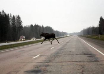 дикие животные на дороге