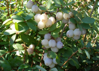 белая голубика