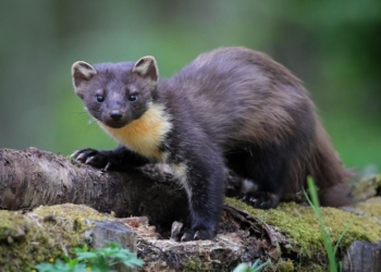 Поставил капкан в запрещенном месте — уголовное дело