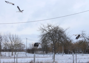 Аисты прилетели на Полесье, а погода разочаровала… Фотофакт