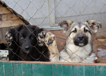 Приют доброта