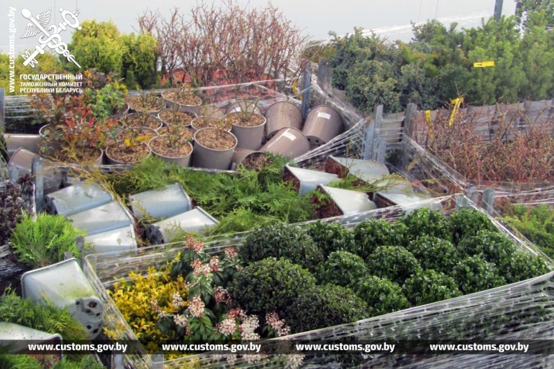 Можжевельник, тую, малину, рододендрон и другие растения незаконно пытались провезти через границу