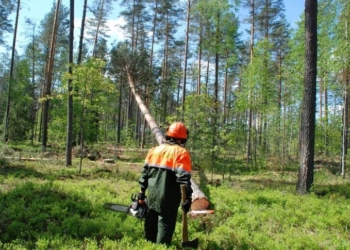 В Лунинецком районе по неосторожности вальщика леса погиб его коллега