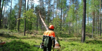 В Лунинецком районе по неосторожности вальщика леса погиб его коллега