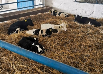 Служебный подлог: отражали недостающее молоко как выпоенное телятам