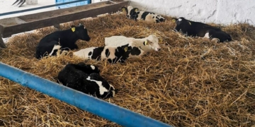 Служебный подлог: отражали недостающее молоко как выпоенное телятам