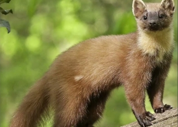 В Жабинке куница погналась за мячиком и прокусила ногу подростку