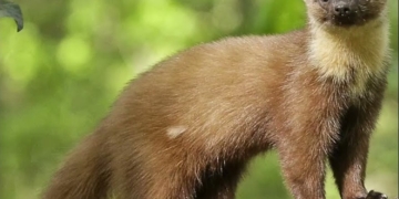 В Жабинке куница погналась за мячиком и прокусила ногу подростку