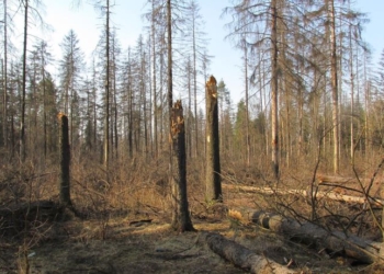 В Беларуси из-за засухи можно ожидать нашествия лесных «пришельцев»