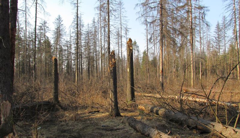 В Беларуси из-за засухи можно ожидать нашествия лесных «пришельцев»