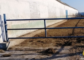 Работа с рогатыми животными не только трудна, но и опасна