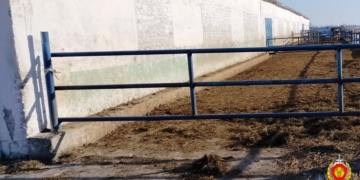 Работа с рогатыми животными не только трудна, но и опасна