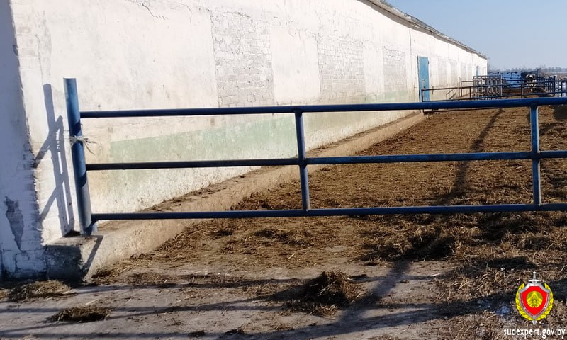 Работа с рогатыми животными не только трудна, но и опасна