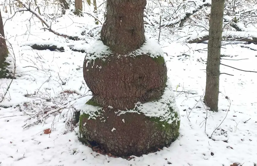 ель-матрешка