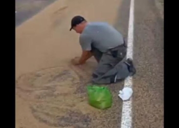 Рассыпанное на дороге зерно привлекло внимание прокуратуры