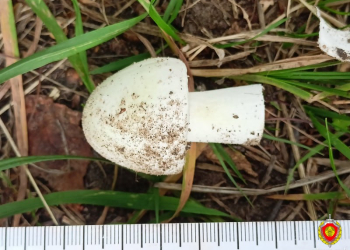 В Дрогичине пенсионерка смертельно отравилась грибами. Думала, что шампиньоны…